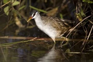 Images Dated 31st March 2006: White-browed Crake A bird of wetlands in the far north of Australia. Common in optimum habitat