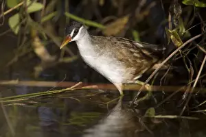 White Browed Prints: White-browed Crake A bird of wetlands in the far north of Australia