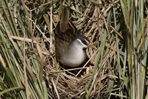 Images Dated 15th February 2006: White-browed Crake coming onto nest At Gibb River Community wetlands