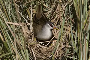 White Browed Prints: White-browed Crake coming onto nest At Gibb River Community wetlands