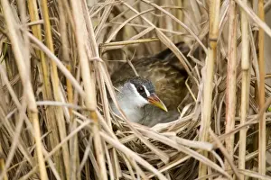 White Browed Prints: White-browed Crake incubating A bird of wetlands in the far north of Australia