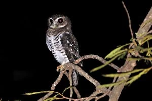 Images Dated 29th January 2008: White-browed Hawk-Owl