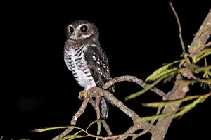 White Browed Prints: White-browed Hawk-Owl - Berenty Private Reserve - Southern Madagascar