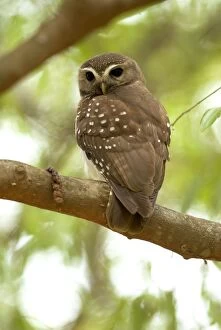 White-browed Owl - endemic. On branch, backview