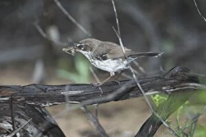 White-browed Scrubwren with food in mouth