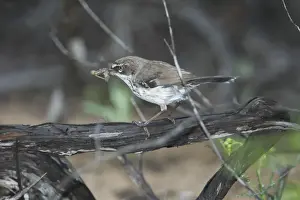 White-browed Scrubwren with food in mouth - A secretive bird preferring dense cover but not uncommon just overlooked. About 11 or 12 subspecies ranging around the eastern, southern and western coasts of Australia