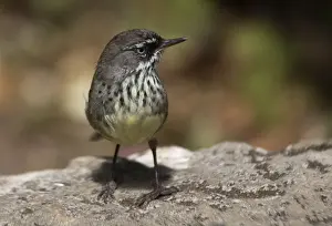 Scrubwren Prints: White-browed Scrubwren Also known as Spotted Scrubwren