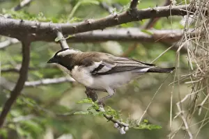 Weavers Prints: White-browed Sparrow-Weaver. Arsi Region - Ethiopia