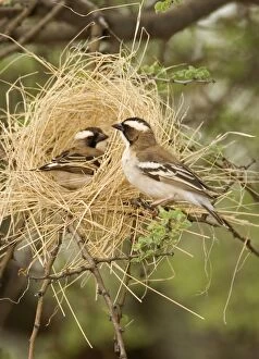 White Browed Sparrow Weaver - Constructing a decoy nest