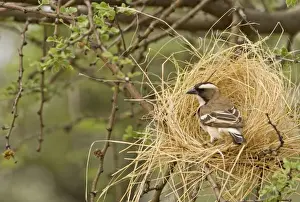 Weavers Prints: White Browed Sparrow Weaver Constructing a decoy nest. Central Namibia, Africa