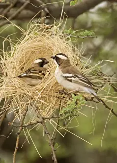 White Browed Sparrow Weaver Constructing a decoy nest. Central Namibia, Africa