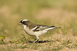 Weavers Prints: White Browed Sparrow Weaver Foraging after rain in the desert Namib Desert