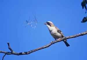 White Browed Prints: White-browed Sparrow Weaver - with grass stem Namibia, Africa