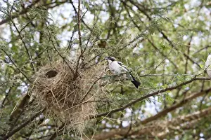 Weavers Prints: White-browed Sparrow-Weaver - at nest. Lake Chamo - Awasa - Ethiopia