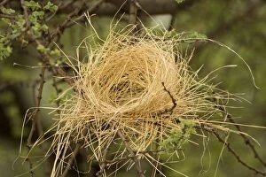 Images Dated 4th January 2006: White Browed Sparrow Weaver Nest Half completed false'/decoy nest. Central Namibia, Africa