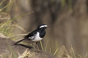 White-browed Wagtail - On ground