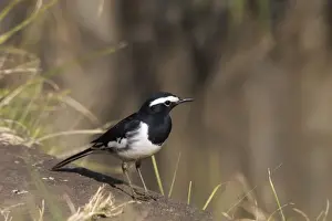 White Browed Prints: White-browed Wagtail - On ground Usually found near freshwater wetlands