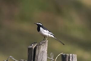 White-browed Wagtail - Perched on post