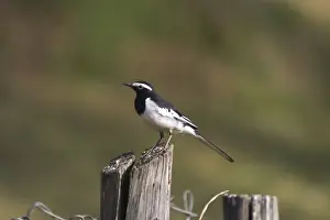 White Browed Prints: White-browed Wagtail - Perched on post Usually found near freshwater wetlands