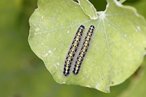 Images Dated 14th August 2007: White Butterfly - caterpillar. Picardie - France