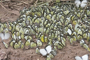 Images Dated 15th April 2006: White Butterfly The Chimfunshi Wildlife Orphanage in central Zambia fam: Pieridae Sub fam: Pierinae