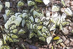 Images Dated 15th April 2006: White Butterfly The Chimfunshi Wildlife Orphanage in central Zambia fam: Pieridae Sub fam: Pierinae