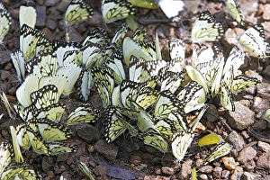 Images Dated 15th April 2006: White Butterfly The Chimfunshi Wildlife Orphanage in central Zambia fam: Pieridae Sub fam: Pierinae