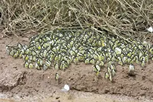 Whites Prints: White Butterfly The Chimfunshi Wildlife Orphanage in central Zambia fam: Pieridae Sub fam: Pierinae