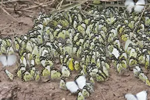 White Butterfly The Chimfunshi Wildlife Orphanage in central Zambia fam: Pieridae Sub fam: Pierinae