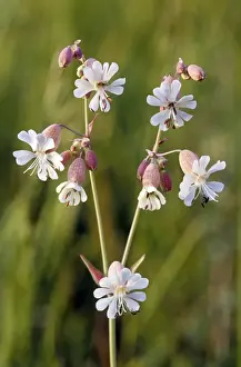 Campion Prints: White Campion