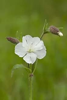 White Campion - close up of flower head and buds in flower with buds at different stages - June