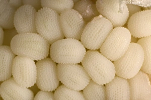 Images Dated 21st March 2005: White Campion - close-up of immatures seeds. Europe