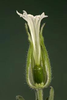 Images Dated 21st March 2005: White Campion - cross-section of a female flower Europe