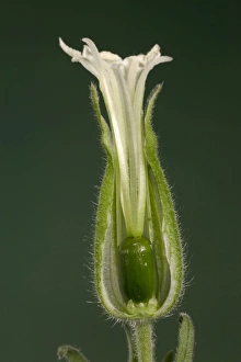Images Dated 21st March 2005: White Campion - cross-section of a female flower Europe