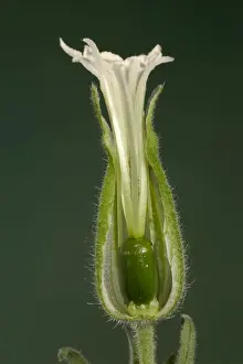 Campion Prints: White Campion - cross-section of a female flower Europe