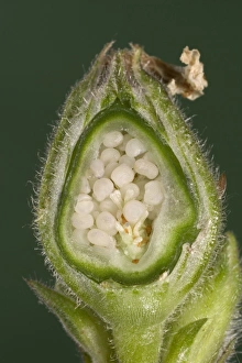 Images Dated 21st March 2005: White Campion - cross-section of a fruit with its seeds. Europe
