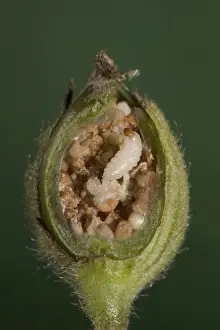 Campion Prints: White Campion - cross-section of a fruit with its seeds parasitized by weevils larvas