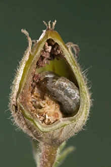Images Dated 21st March 2005: White Campion - Cut of a fruit parasitized by a caterpillar of a noctuidae. Europe
