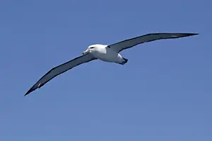 Albatrosses Prints: White-capped Albatross - in flight - offshore from Kaikoura, South Island, New Zealand