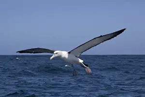 Albatrosses Prints: White-capped Albatross - in flight above sea - offshore from Kaikoura