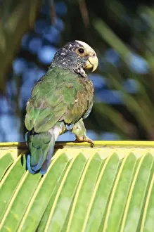 White Capped Prints: White-capped Parrot Distribution: Mexico to Panama on the Caribbean slope