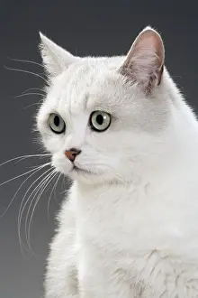 White Cat
