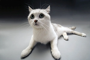 White Cat