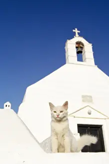 Greek Islands Prints: White Cat - chapel in background - Santorini Island - Greece