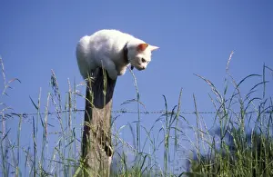 Pouncing Prints: White Cat perched on post watching for mice