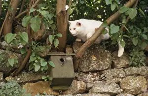 Nest Boxes Prints: White Cat - raiding Bird box