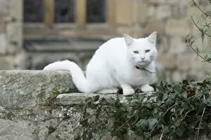 Images Dated 12th October 2008: White Cat - sitting on churchyard wall