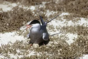 White-cheeked Tern - incubating egg on nest