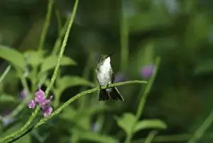 Trinidad Prints: White-chested Emerald Hummingbird