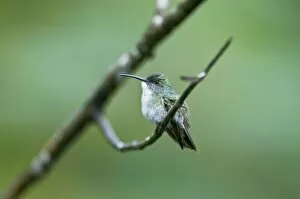 White-chested Emerald Hummingbird - Sitting on branch